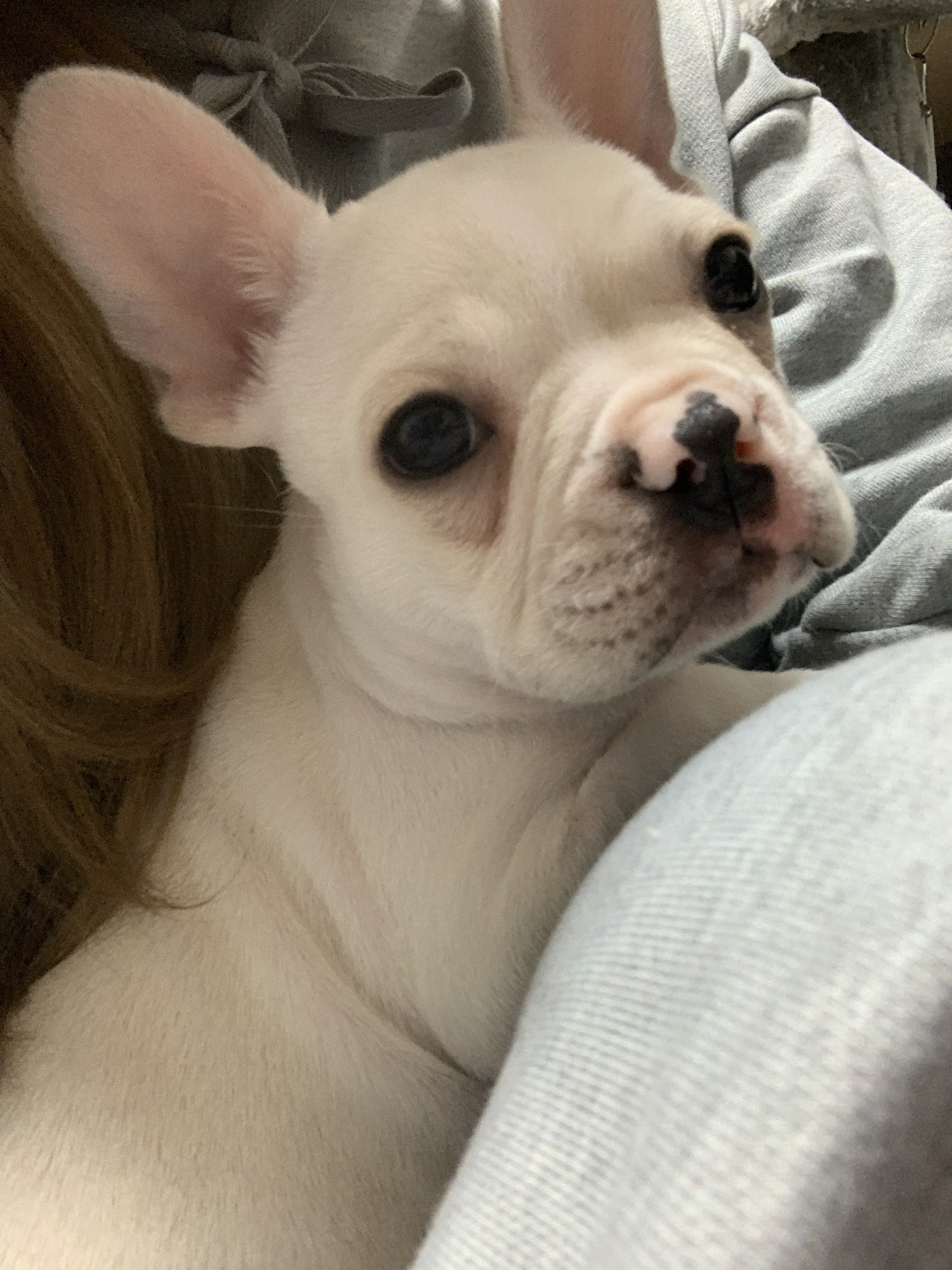 フレンチブルドッグの子犬