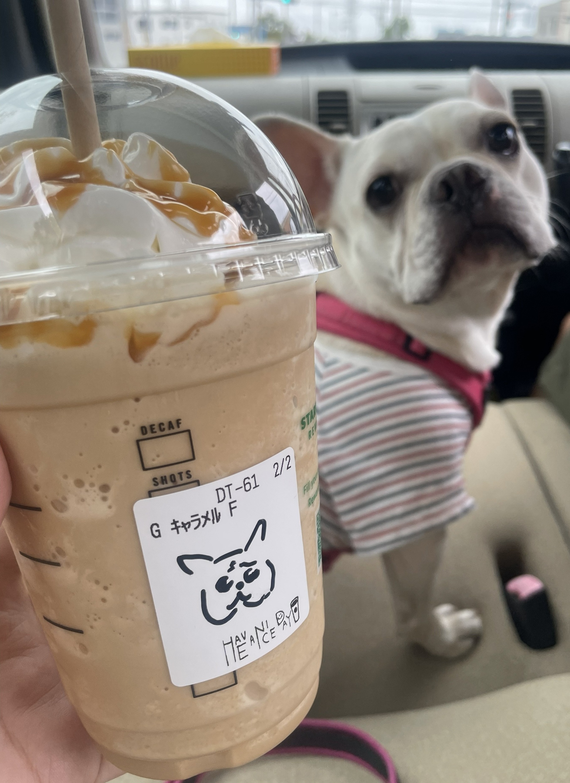 フレンチブルドッグ