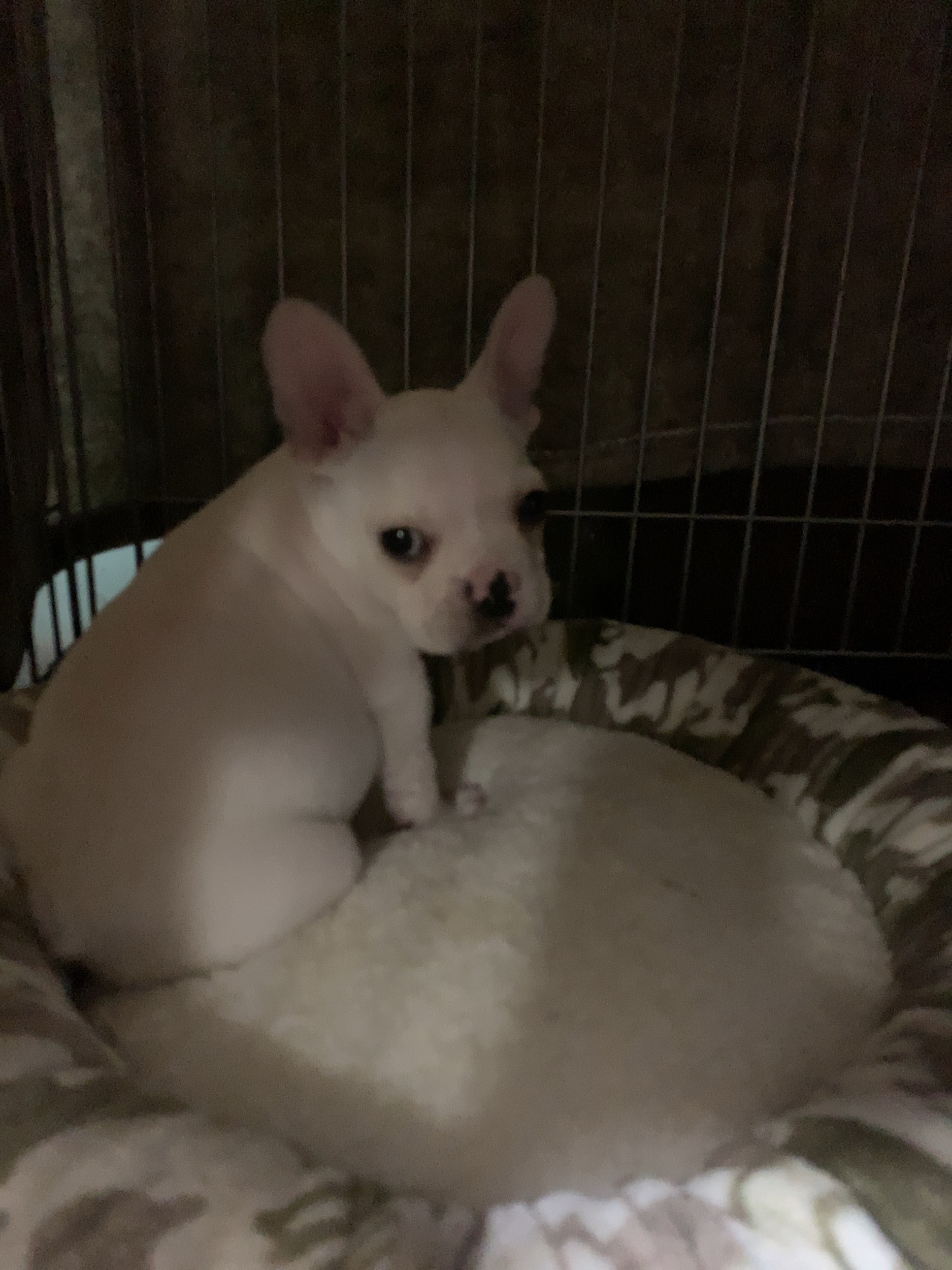 フレンチブルドッグの子犬