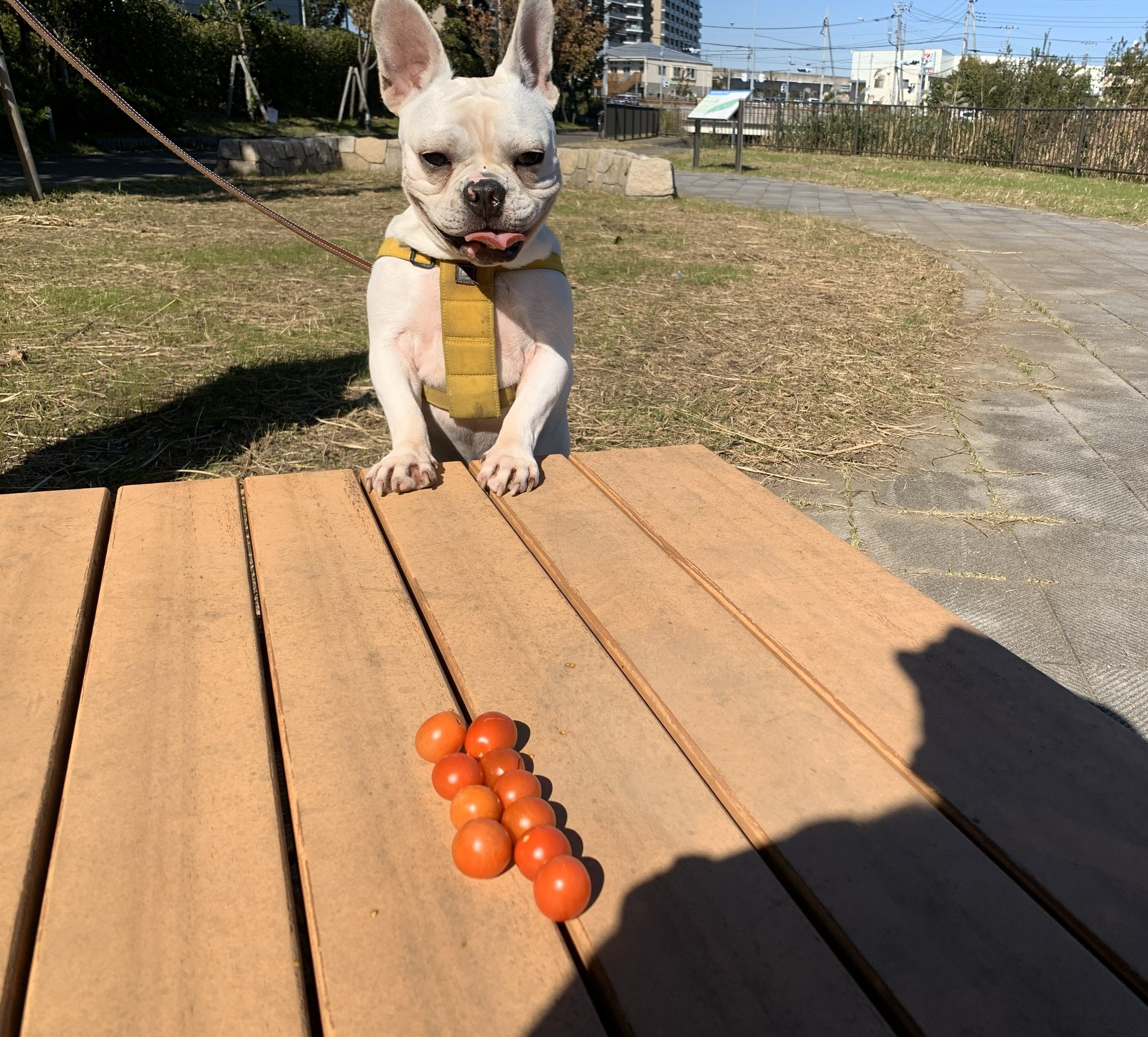 フレンチブルドッグ